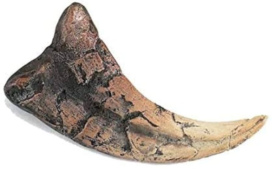 TreatürselfBallerinafairytullepeplumtops Amazon.com: Utahraptor Claw Replica : Everything Else